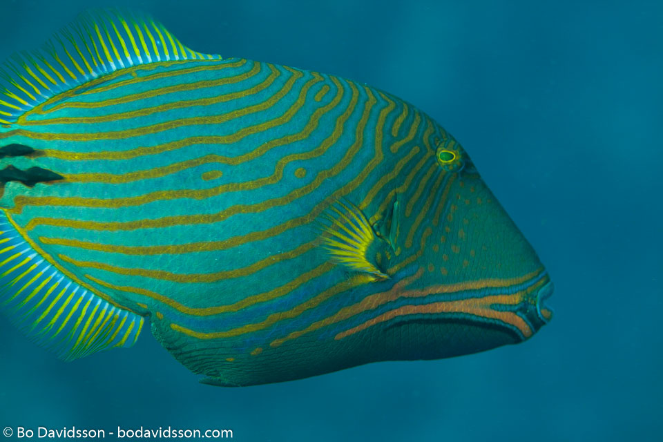 BD-150224-Ras-Mohammed-6721-Balistapus-undulatus-(Park.-1797)-[Orange-lined-triggerfish.-Orangestrimmig-tryckarfisk].jpg